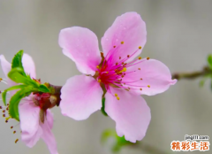 八字桃花运旺不想谈恋爱 桃花运太旺有什么不好