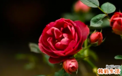 为什么谈恋爱需要桃花运 有桃花一定会谈恋爱吗