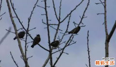 十年七杀大运 十年七杀大运的特点