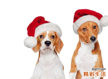 梦见狗吃屎是什么意思，做梦梦到狗吃他自己的狗屎