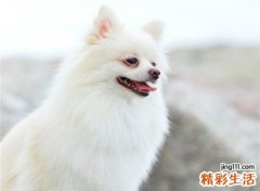 梦见狗咬狗有什么寓意，做梦梦到一只狗将另一只咬死