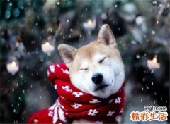 梦见狗咬手是什么意思，女人梦见狗咬手有牙印