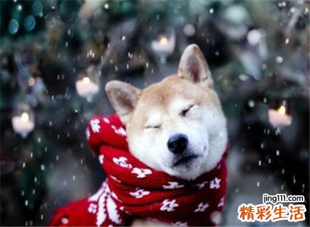 梦见狗咬手是什么意思，女人梦见狗咬手有牙印