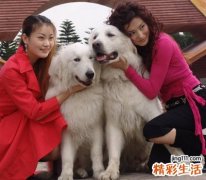 梦见狗咬人好吗，做梦梦到狗咬人没有咬到