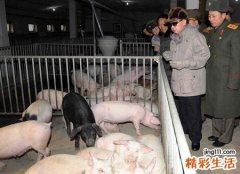 梦见别人杀猪好吗，做梦梦到屠宰场杀了好多猪