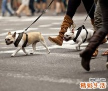 梦见狗咬人好不好，做梦梦到狗咬别人我在旁边看着