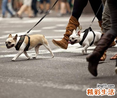 梦见狗咬人好不好，做梦梦到狗咬别人我在旁边看着