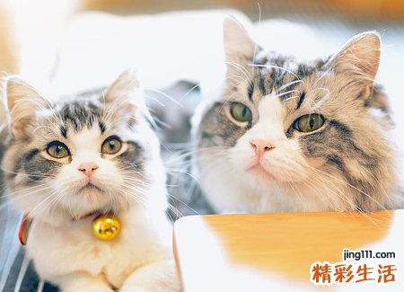 梦见好多猫有什么预兆，女人梦见好多只猫