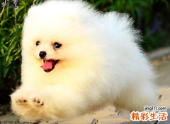 梦见被狗追是什么意思，女人梦见狗追没有被咬