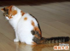 梦见被猫咬好不好，男人梦到被猫咬到手
