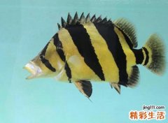 孕妇梦见好多鱼好吗，孕妇梦到自己抓好多鱼