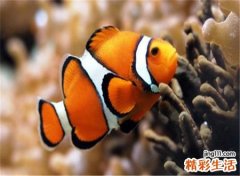 梦见鱼在天上飞预示什么，梦到成群的鱼在天上飞