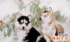 八二年属什么 八二年属什么生肖婚配