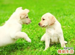 梦见狗咬手指好吗，做梦梦到狗咬手指头不放