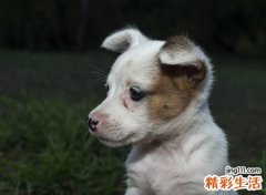梦见狗咬自己好不好，做梦梦到狗咬自己是啥预兆