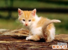 梦见被猫追有什么寓意，做梦梦到被猫追着攻击