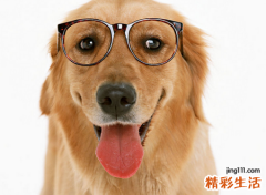 梦见被狗咬腿有什么寓意，做梦梦到狗咬左腿