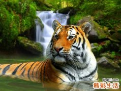 梦见老虎咬我预示什么，做梦梦到老虎咬住自己的手