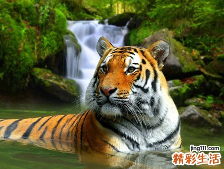 梦见老虎咬我预示什么，做梦梦到老虎咬住自己的手
