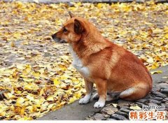 梦见把狗打死好不好，做梦梦到自己把人家狗打死