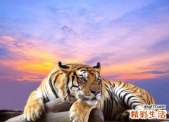 梦见打老虎预示什么，做梦梦到自己用棍子打老虎