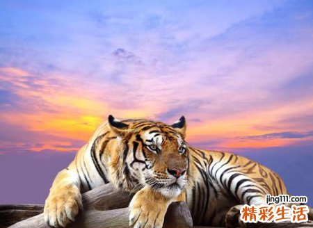 梦见打老虎预示什么，做梦梦到自己用棍子打老虎