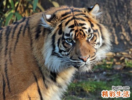 梦见打死老虎好吗，做梦梦到和别人一起打死老虎