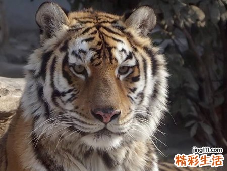 梦见老虎有什么预兆，做梦梦到自己躲老虎很怕