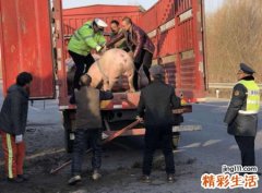 梦见自己杀猪是什么意思，做梦梦到帮忙一起杀猪