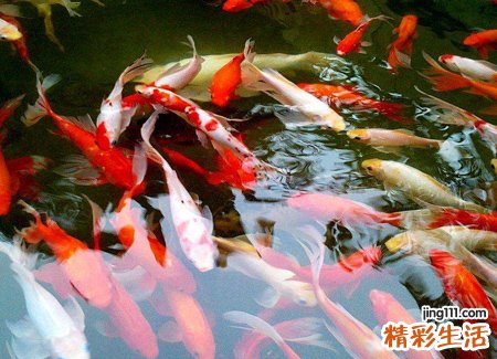梦见许多鱼是什么意思，女人梦见水里好多鱼