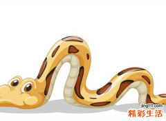 男人梦见大蟒蛇好不好，做梦梦到又粗又大的蟒蛇