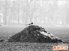 梦见许多坟墓好吗，做梦梦到许多坟墓还有死人