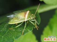 梦见毒虫是什么意思，做梦梦到好多毒虫