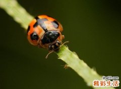 梦见虫子是什么意思，做梦梦到白色蠕动的虫子