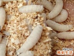 梦见蛆虫有什么预兆，女人梦见满地蛆虫爬