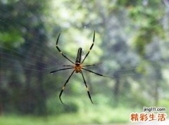 梦见蜘蛛有什么预兆，女人梦到一只大蜘蛛
