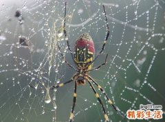 梦见蜘蛛网有什么预兆，做梦梦到自己沾了蜘蛛网