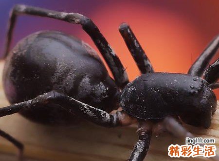 梦见蜘蛛网是什么意思，做梦梦到自己清理蜘蛛网