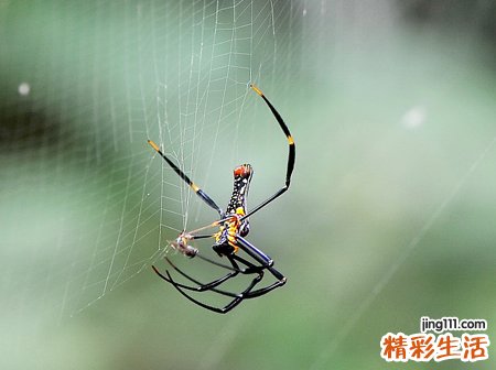 梦见蜘蛛是什么意思，做梦梦到蜘蛛爬身上是报喜