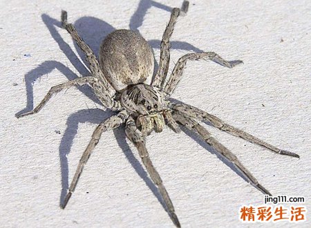 梦见蜘蛛是什么意思，做梦梦到蜘蛛爬身上是报喜