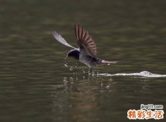 梦见燕子是什么意思，做梦梦到燕子和燕子窝