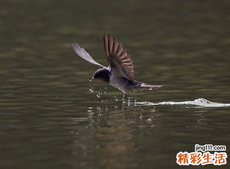 梦见燕子是什么意思，做梦梦到燕子和燕子窝