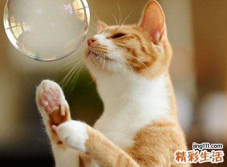 呆萌网名，最新好听的呆萌昵称
