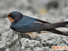 梦见燕子预示什么，梦到燕子在家里筑巢