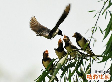 梦见燕子有什么预兆，已婚女人梦见燕子