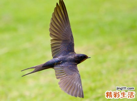 梦见燕子有什么预兆，已婚女人梦见燕子