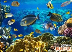 梦见好多鱼是什么意思，已婚女人梦见水里好多鱼