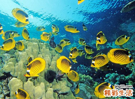 梦见很多鱼好不好，已婚女人梦见很多鱼
