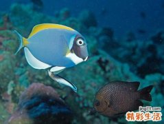 梦见抓到鱼好不好，做梦梦到自己用手捉到大鱼