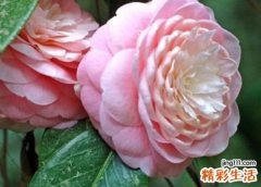 四字网名，最新好听的四字昵称